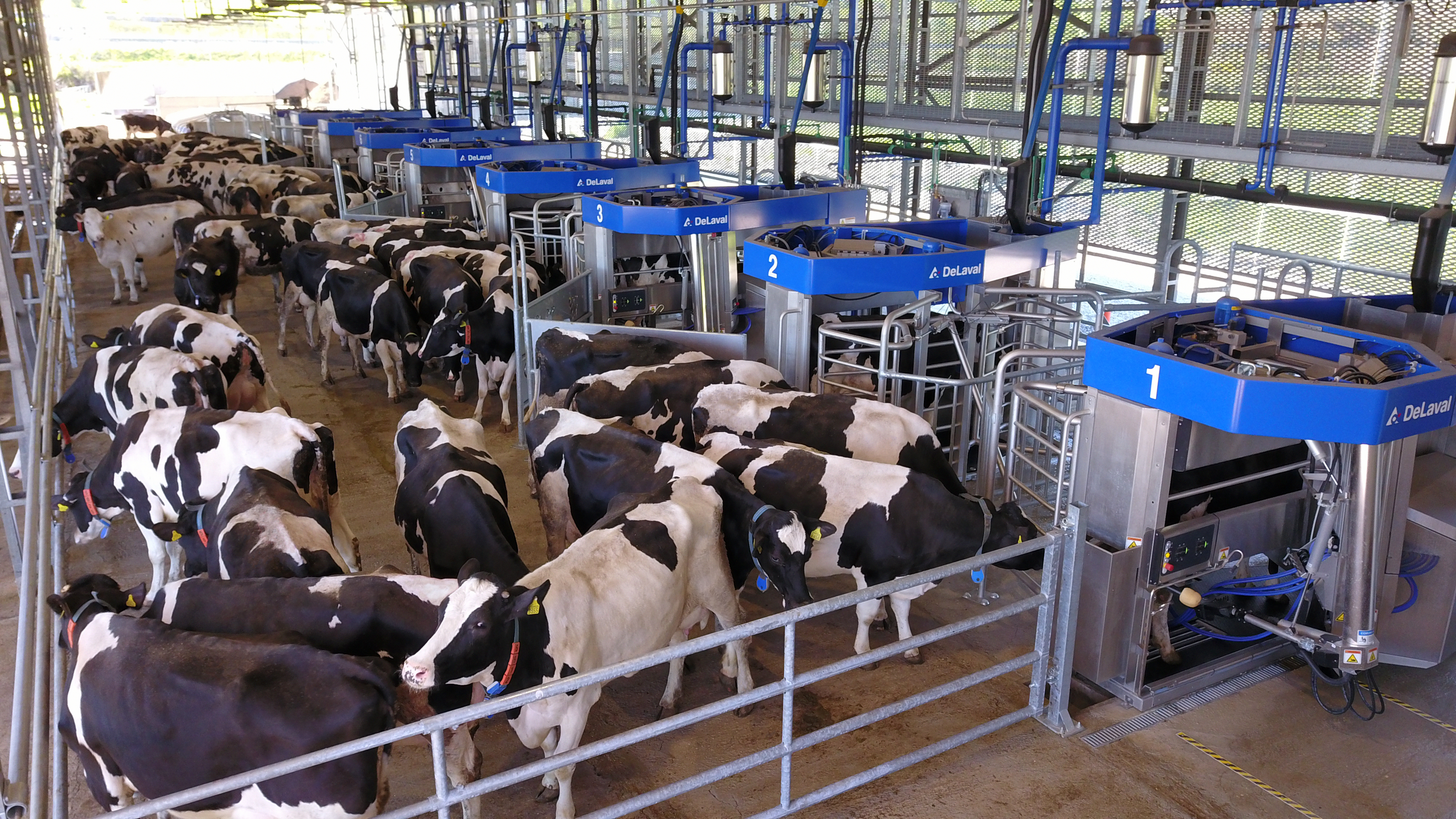 Bild 4: Batch Milking Anlage Società Agricola F.lli Aceto in Kalabrien/ Italien