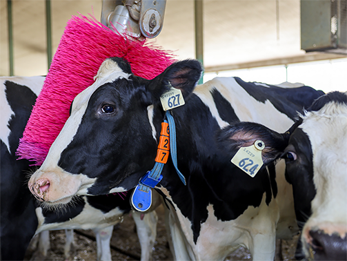 Bild 2: DeLaval Austausch-Zylinder SCB Pink