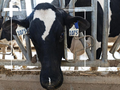 DeLaval Plus Behavior Analysis Find Cows in Heat Behavior Analysis helps find cows in heat