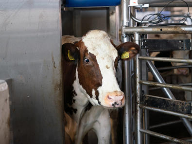 Milch kommt aus VMS raus