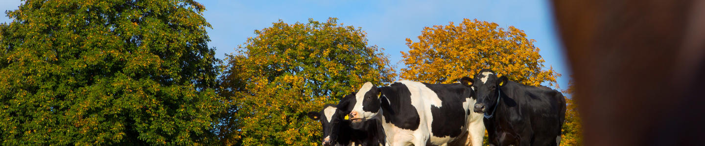 Lehmiä laitumella II, lähikuva Lehmiä laitumella II, hero image