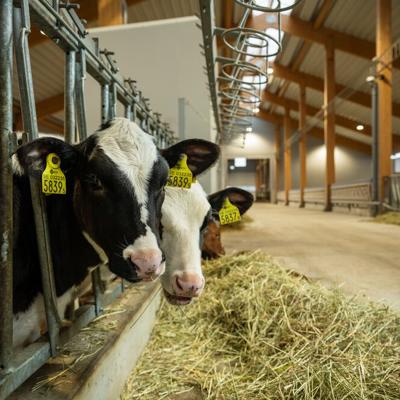 Dairy cows feeding on forage at feed barrier in modern dairy barn interior