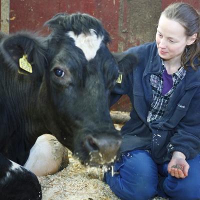 Elly, the first cow to enter a voluntary milking system (VMS) in 2002.