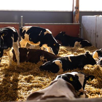 Heifers resting and standing on straw bedding inside a barn with natural light.