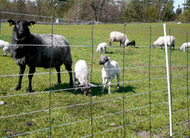 Elektrisk netting høyeffektiv H 105 cm Produktbilde