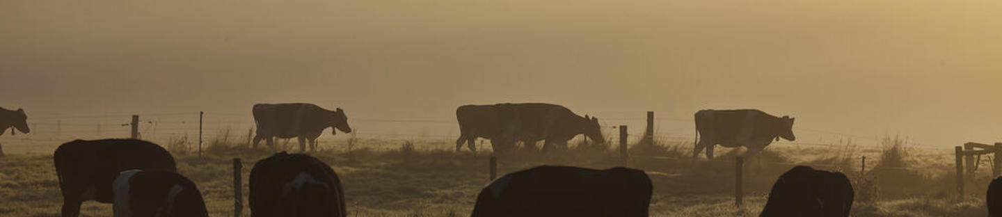 Premium aitanauha BWR9