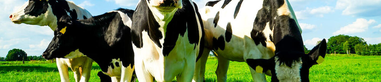 Digitaalivaaka 1000 kg