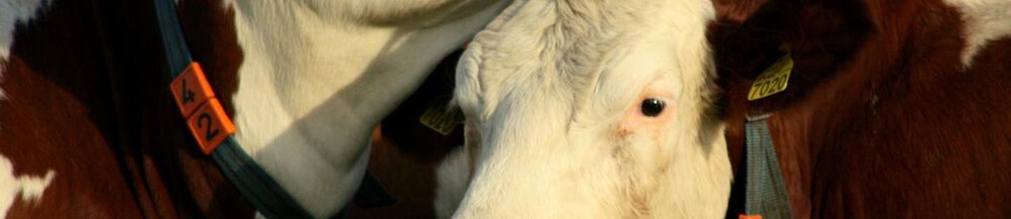 Sankoteline 7 L sangolle