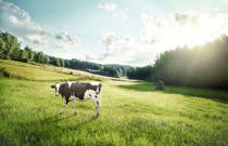 Paaliveitsi Hayknife™ Tuotekuva