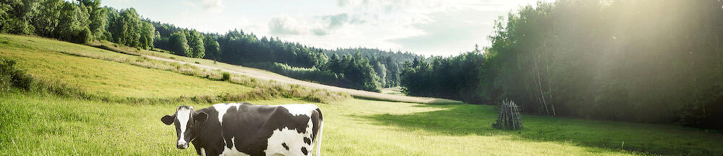 Paaliveitsi Hayknife™