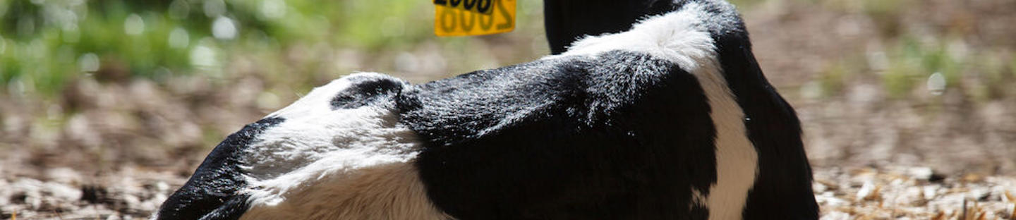 Standard aitanauha W10