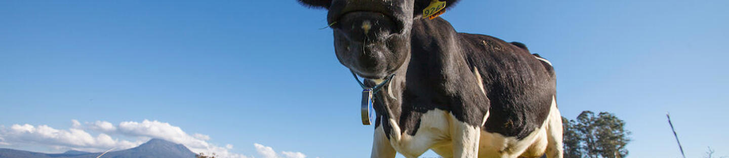 Basic aitanauha WR20