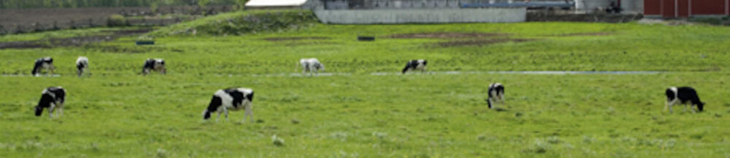 Alkali 1+ jauhepesuaine