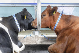 DeLaval neckband comb Product image
