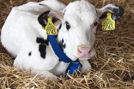 Collares DeLaval Imagen del producto