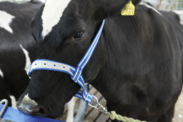 DeLaval head collar Product image