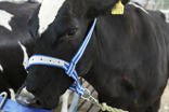 DeLaval head collar cow