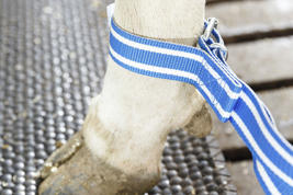 DeLaval anti split band Product image
