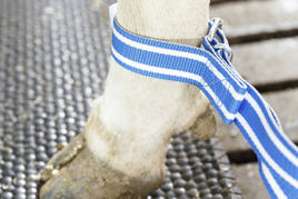 Trabón para patas Imagen del producto