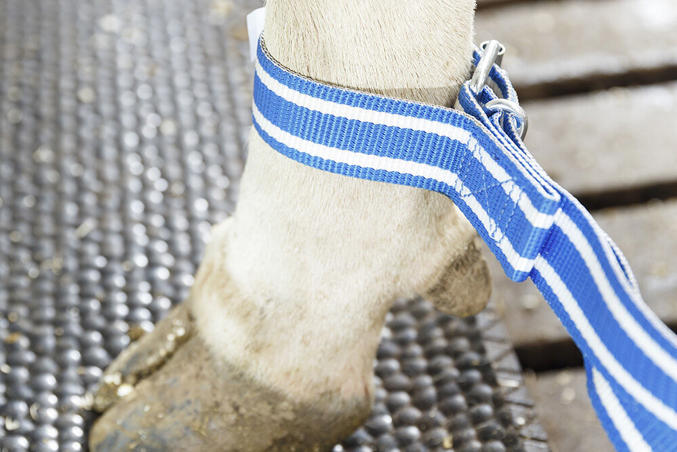 DeLaval anti split band