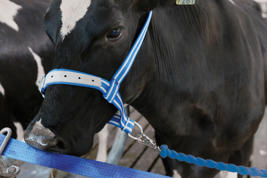 Lead for neckbands Product image