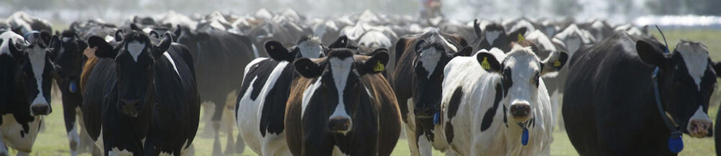 Veräjäkahvasetti. Kahva ja 2 eristintä.