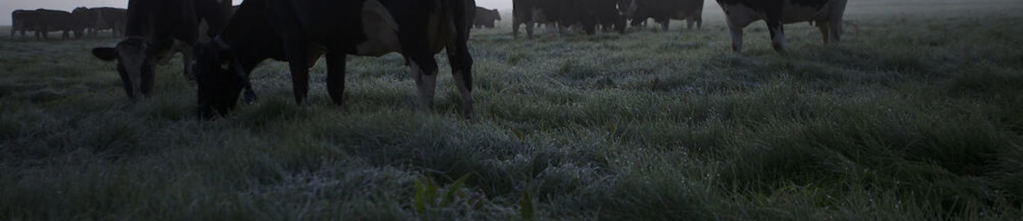 Liitäntäkaapelit paimenelta nauhalle