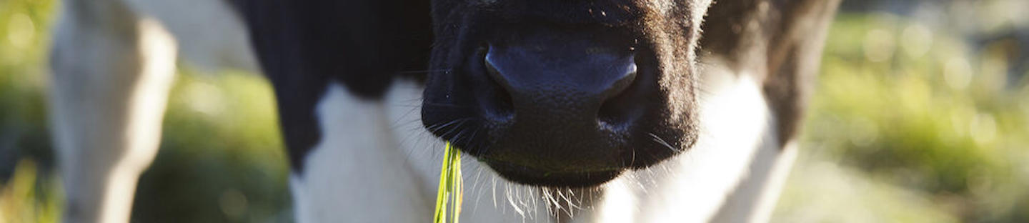 Nauha-nauha liitäntäkaapeli