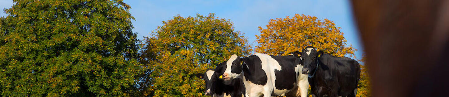 Veräjänkahva polykarbonaattia