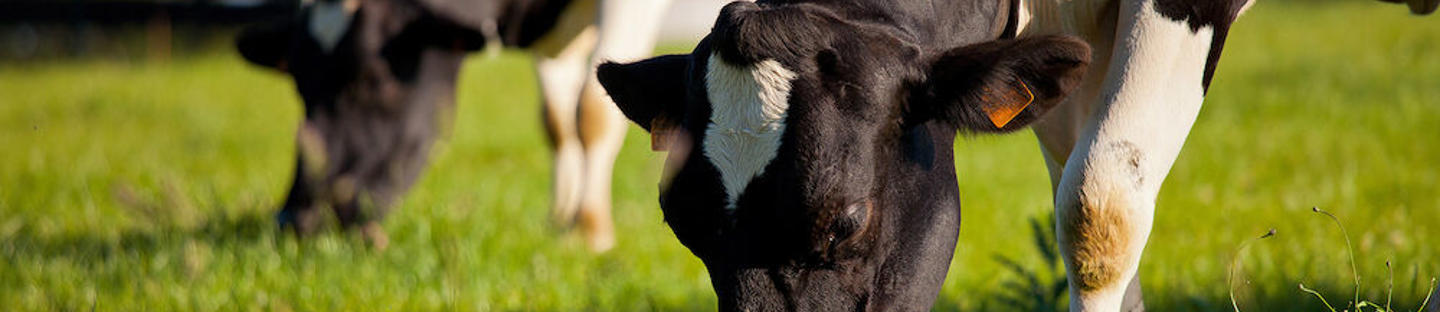 Pinkki ja valkoinen Premium muovitolppa teräsjalalla hevosille, 145 cm