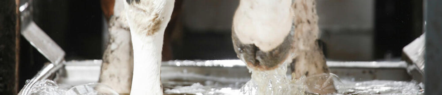 DeLaval automated footbath AFB1000