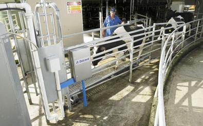 DeLaval automatic weigh system AWS100