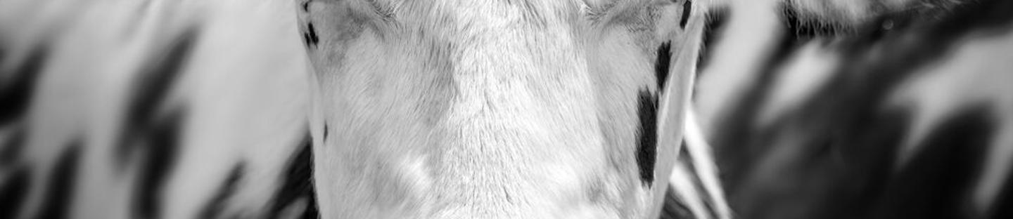 Yhdistelmäpaimen ESE16BM