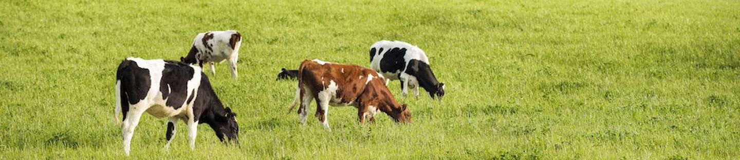 Yhdistelmäpaimen ESE7BM