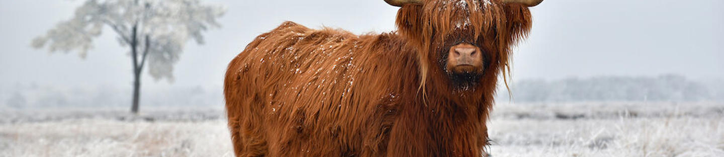 Verkkovirta-adapteri ESE16BM ja ESE25BM paimenille