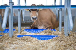 DeLaval brisket board BB100 Product image
