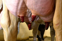 Blockade™ Product image