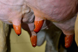 Bovadine® Product image