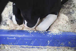 DeLaval Robbremse BB120 & BB100 Bild des Produkts