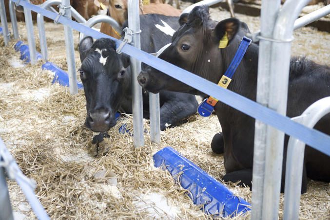 DeLaval brisket board BB120 & BB100