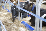 DeLaval Robbremse BB120 & BB100