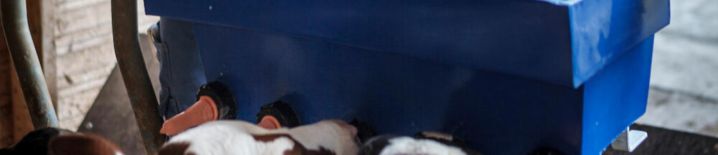 Poidło dla cieląt z 3 smoczkami CN3