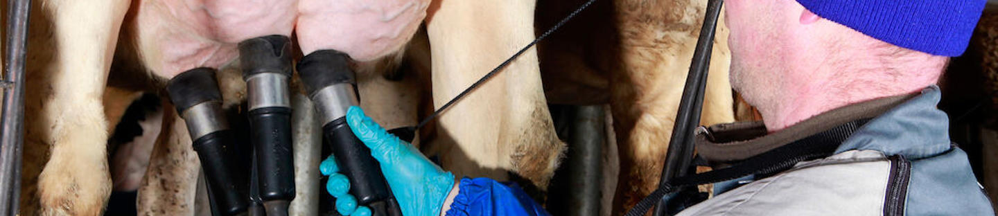 DeLaval Clover™ Zitzengummi