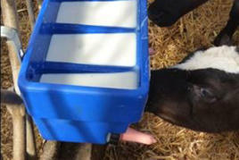 Calf milk feeder CN5 Product image