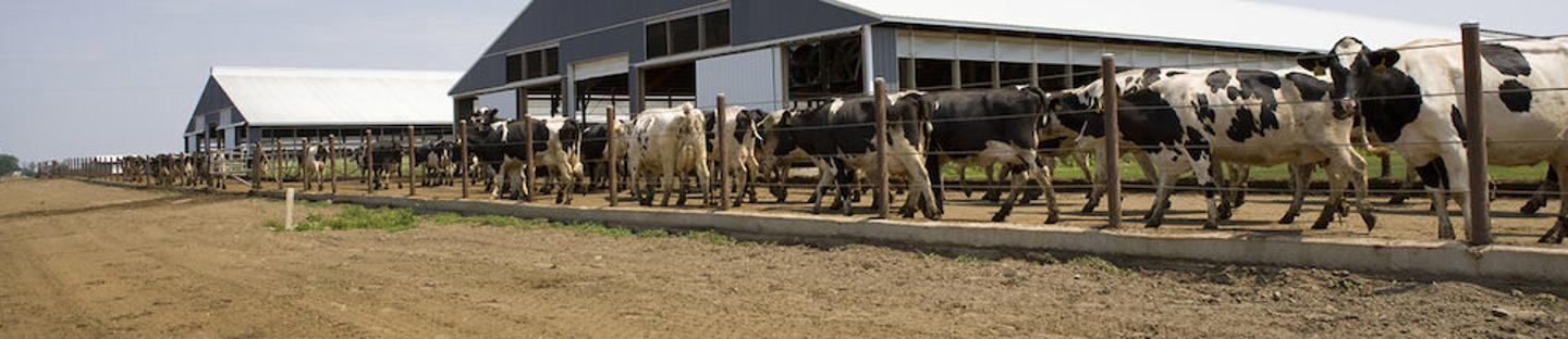 DeLaval somatisko šūnu saitītājs DCC