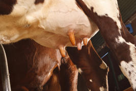 デラ・ソフト エンハンスト Product image