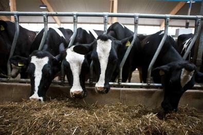 DeLaval vinoputkiaita DS-HD