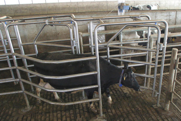 Cancello di separazione DeLaval DSG10