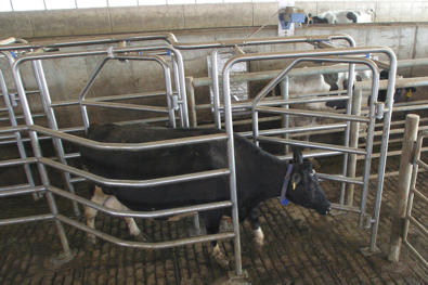 Delaval selekteringsgrind DSG10