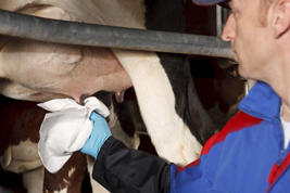 DeLaval udder towel S50 (fleece) Produktbilde